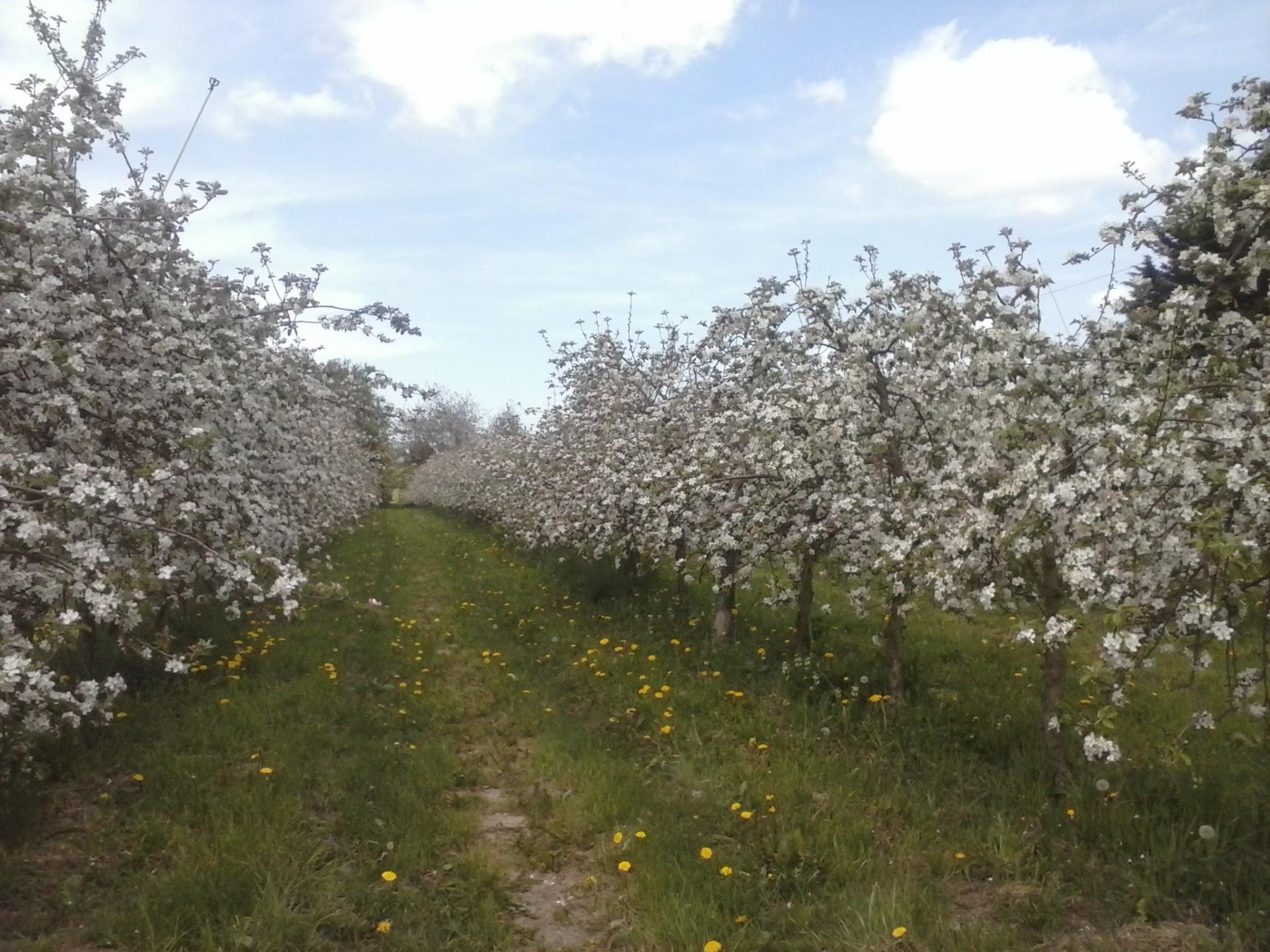 Fleurs